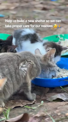 Help us build a new shelter so we can take proper care for our rescues 😓🙏#bts #usa🇺🇸 #fyp #sportsontiktok #zoommyface