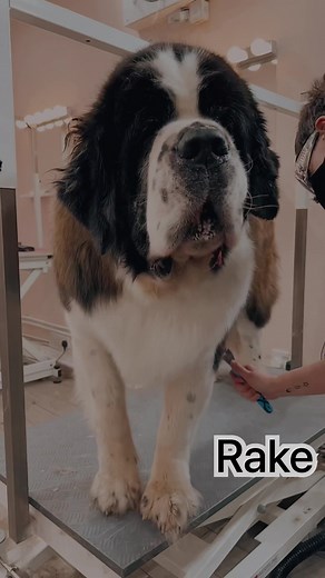 Doggy Styling on TikTok