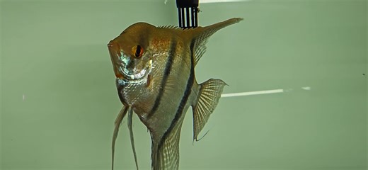 Peru Altum Angelfish - (Pterophyllum scalare)