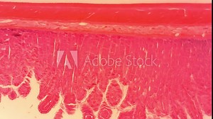 Microscope Dog Stomach Cardiac Region Section x1200