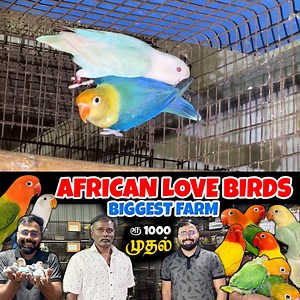 #prasanth360 #ssaviary #lovebirds #africanlovebirds #coimbatorefarmvisit | Prasanth360