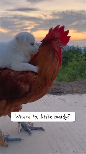 Chilly.Millie.Samoyed on TikTok