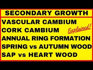 Secondary Growth in Dicot Stem & Root: Vascular Cambium Activity Annual Ring Formation Plant Anatomy