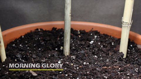 733 days to 8 minutes plant growing time lapse compilation