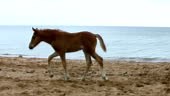 Young foal jumping for joy on a sandy beach on the background of the...