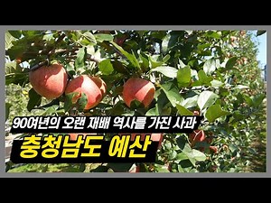 2D 재배법으로 탄생한 고품질 사과 I 사과하면 예산, 예산하면 사과! I 충남 예산 I 예산 사과 I 여행가자