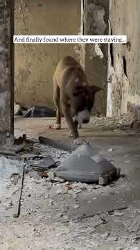 🦃 THANKSGIVING EVE RESCUE — SCOOBY & DAPHNE ARE SAFE 🦃Meet Scooby & Daphne — safe, warm, off streets