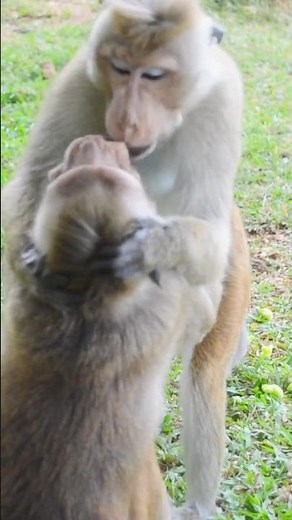 Monkey Love Turns Into a Fight!