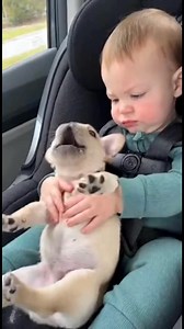 48K views · 2.6K reactions | Baby vs. Frenchie Squeals | Nurfthefrench | Facebook