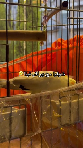 #يما_محسنها_يما