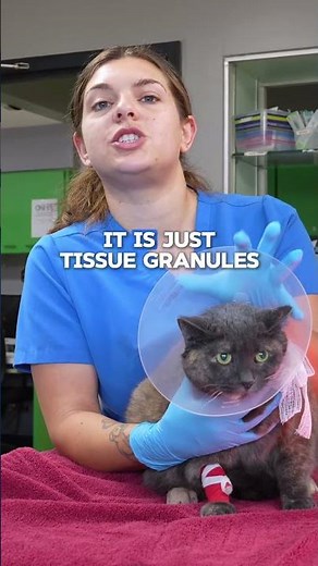 Why Ear Polyps Should Never Be Ignored in Pets