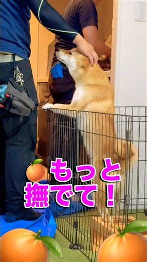 【番犬感ゼロ】家に水道屋さんが来たら…一切吠えずに「遊んでワン！」と熱烈お迎えしちゃう柴犬が可愛すぎたw 2026年7月10日