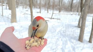 7.7K views · 2.1K reactions | A Black-capped Chickadee and a White-breasted Nuthatch grab peanuts before a female Red-bellied Woodpecker arrives. She enjoys a few suet nuggets before taking a peanut to go. It’s a treat to have soft and warm feathers against fingertips on these cold days. (Yes I have gloves but some birds don’t like them so I’m constantly taking them off ) | Jocelyn Anderson Photography | Facebook