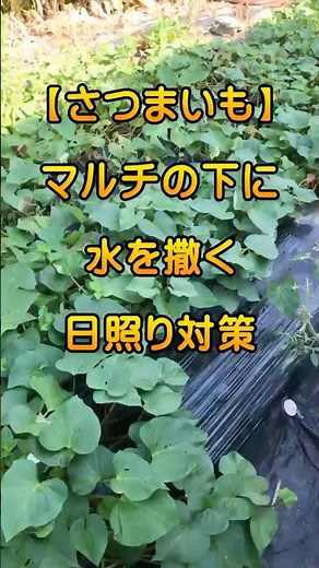 【日照り対策】サツマイモのマルチに水やり！｜水不足対策 #水やり #渇水対策