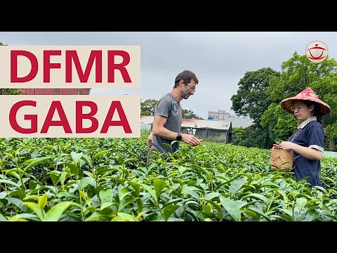 Taiwan: Dong Fang Mei Ren and GABA Oolong