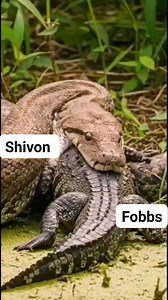 45 reactions | Crocodile vs anaconda #animals #nature #wildlife | Shivon Fobbs | Facebook