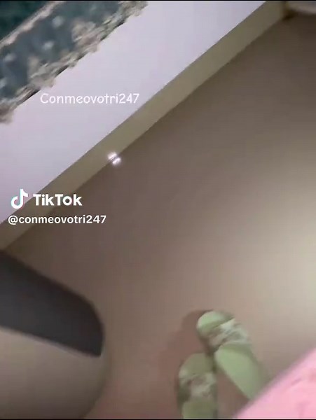 Mèo Con Vô Tri - Video Mèo Cute 247