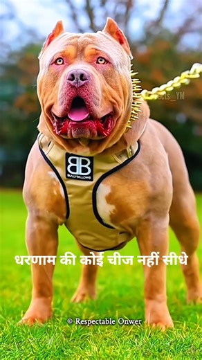 Terrifying Wild Boar Attack 😱 | 3 Dogs vs Wild Boar.