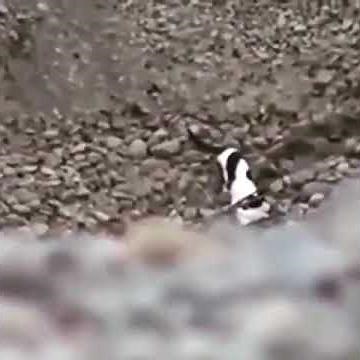 Amazing Cat Rescues Puppy From Ditch In India
