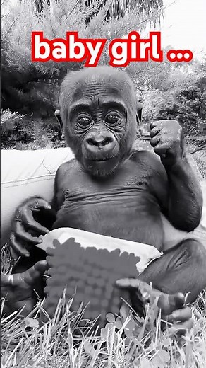 Get Ready for an ADORABLE BABY GORILLA Playtime Session!