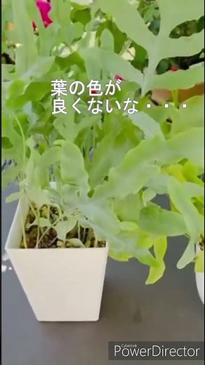 フレボディウムを植え替えたら根詰まりしてた #ブルースター #フレボディウム #植え替え #観葉植物 #植物のある暮らし #植物