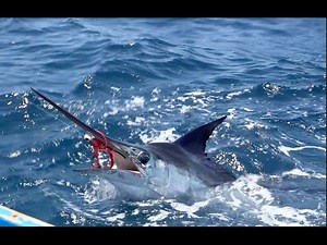 Jansen , Marlin action!