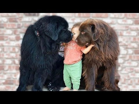 Terre-Neuve géante et bébé jouant si heureux ensemble- Chien Et Bébé