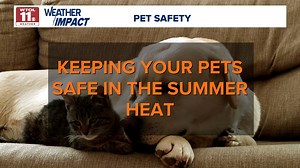 Hot weather arrives: How to keep your pet safe during extreme heat