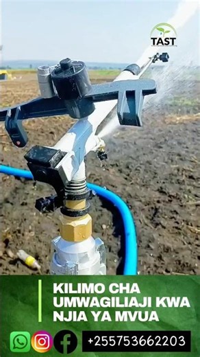kilimo cha umwagiliaji wa mvua/overhead sprinkler irrigation#farming #irrigation #kilimo #tanzania