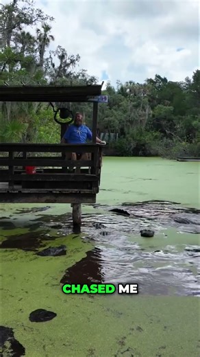 Alligator's Chase: Encouraging Growler to Jump for Food! #shorts