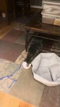 The Wench tried yet another breakfast routine. This one includes Phantom, who is usually on patrol.