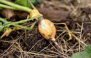 125K views · 504 shares | Certain garden seeds are so tiny that I...