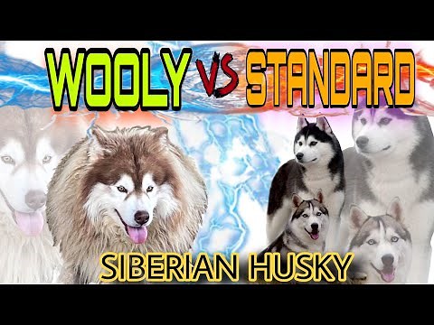Wooly VS Standard Husky ; 3 Types of Husky Coat.