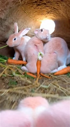 Red rabbit ke upar camera lagaya hoon #reels #fbreels #shorts #viral #video #sharing #trending #pov