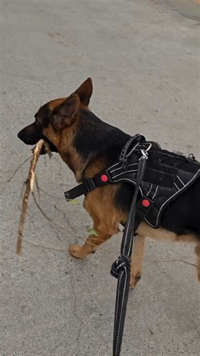 Arpit on Instagram: "Ramba Ho ! with Simba and his Stick 🐾🌳 #Adventure #Friends #Nature #gsdlovers #gsdlife #gsd #germanshepherd #viral #viralreeĺ #reelitfeelit #reelkaro #reelitfeelit"
