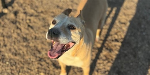 Good Day Good Dog: Free!