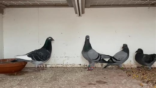 Ad x Eline, co-breeding with Dr. Carlo Gyselbrecht Pigeons | Batenburg-v.d. Merwe pigeons