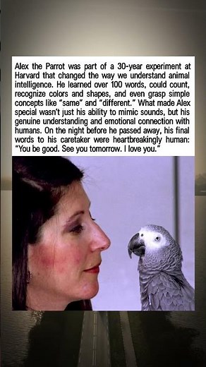 Alex the Parrot Who Proved Animals Can Truly Think