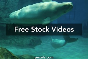 Beluga Whales Videos, Download The BEST Free 4k Stock Video Footage & Beluga Whales HD Video Clips