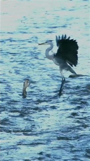 தந்திரமான விலங்கு || Stoat Hunting Talent Facts || Tamil Info Share #shorts