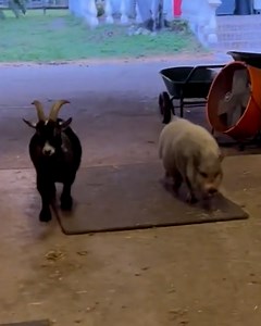 15M views · 1.5K reactions | They just keep coming    | UNILAD | Facebook