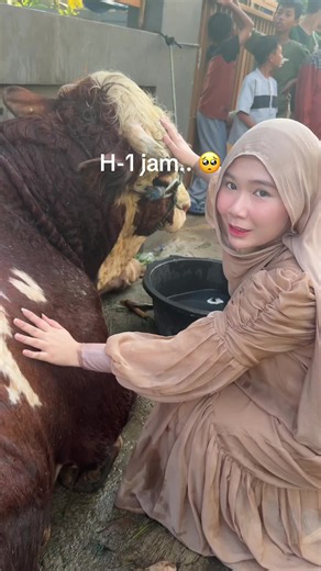 Sapi Kurban Irfan Hakim: Sapi Nangis dan Persiapan Qurban H-1