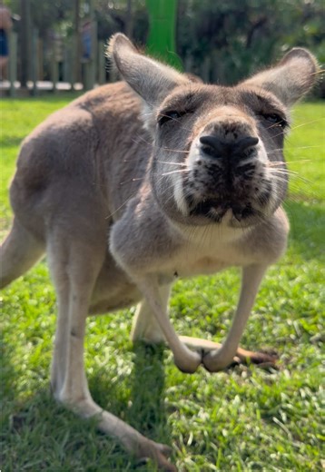 Discover the Adorable Animals at Brevard Zoo