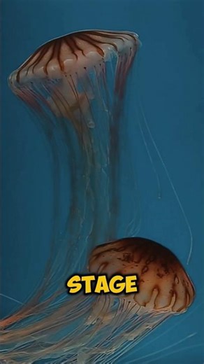 Immortal Jellyfish Explained 🤯