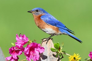 11 Birds That Are BLUE Found In Washington! (state)