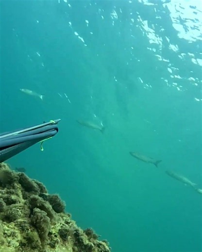 The Mullet #fishingvideo #spearfishing #pescasub #fishing #pesca #sub #viral #diving #ocean #sea