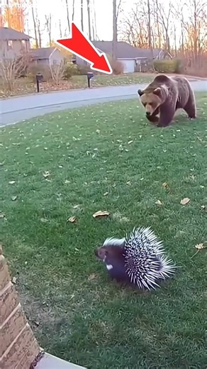 How Porcupine Quills Work 😱 Nature’s Sharpest Defense #facts #animalfacts #whaleday #leopardseals
