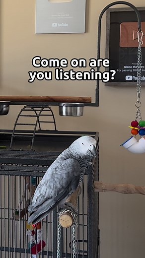 101K views · 4.4K reactions | Brain Love 易❤️ | Gizmo the Grey Bird | Facebook