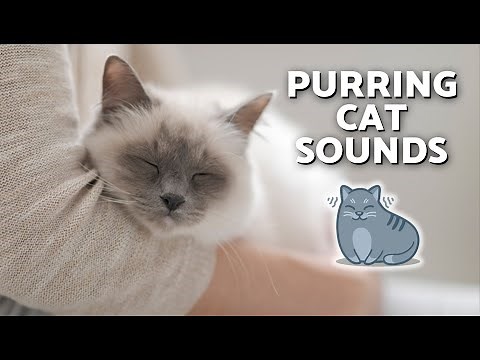 SOUNDS OF CATS PURRING 😻💤 To Help Them SLEEP and RELAX