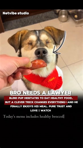 A Heart of Gold! 🐶 Blind Dog Enjoys a Gourmet Feast with Pure Joy! ❤️ #animals #love #information